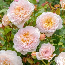 Heirloom Roses Emily Brontë Online