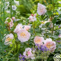Heirloom Roses Emily Brontë Online