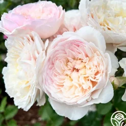 Heirloom Roses Emily Brontë Online