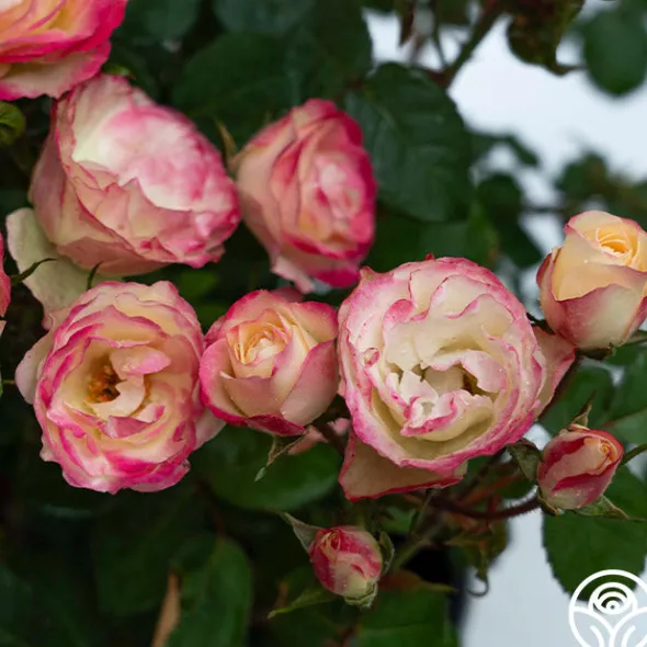 Heirloom Roses Enchanted Meadow™ Sale