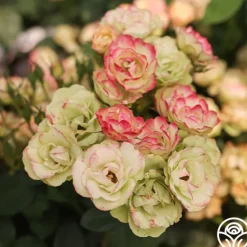 Heirloom Roses Enchanted Meadow™ Sale