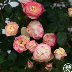 Heirloom Roses Enchanted Meadow™ Sale