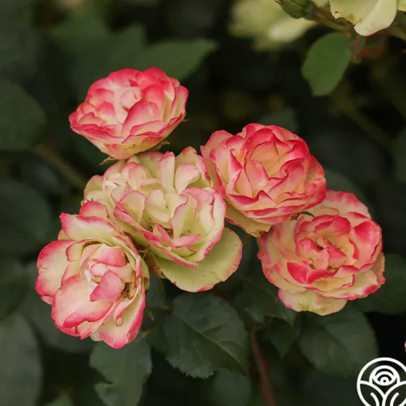 Heirloom Roses Enchanted Meadow™ Sale