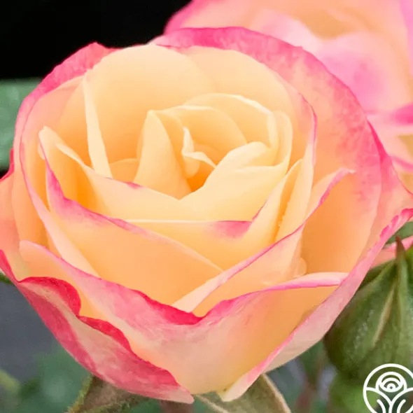 Heirloom Roses Enchanted Meadow™ Sale