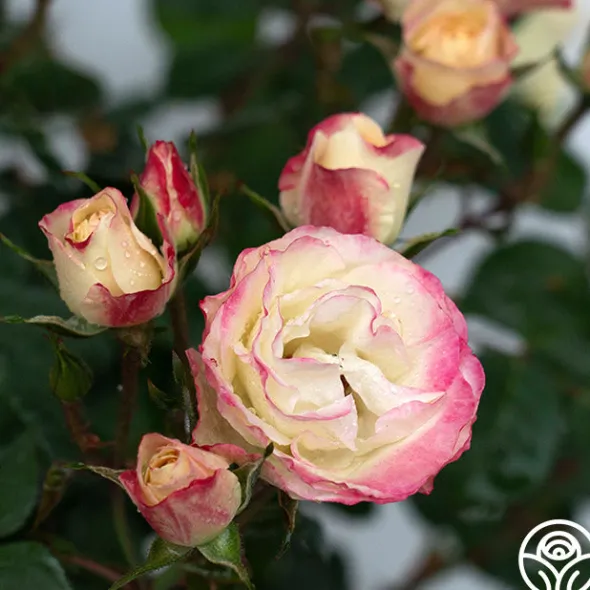 Heirloom Roses Enchanted Meadow™ Sale