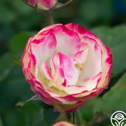 Heirloom Roses Enchanted Meadow™ Sale