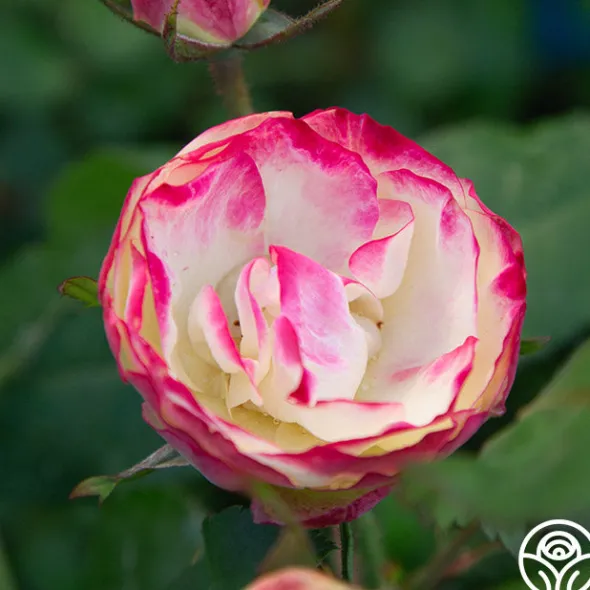 Heirloom Roses Enchanted Meadow™ Sale