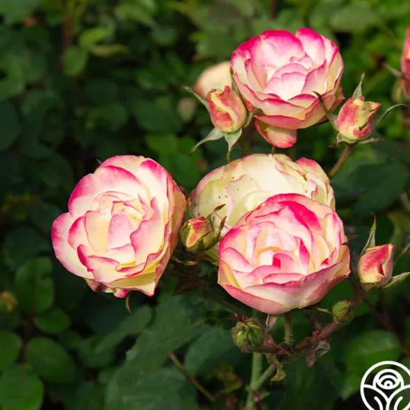 Heirloom Roses Enchanted Meadow™ Sale