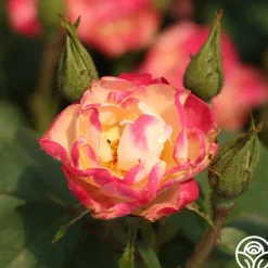 Heirloom Roses Enchanted Meadow™ Sale