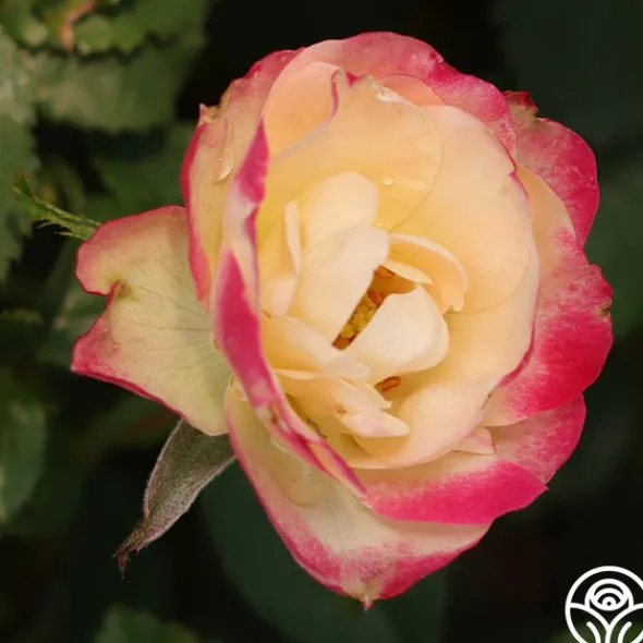 Heirloom Roses Enchanted Meadow™ Sale