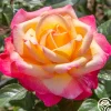 Heirloom Roses Enchanted Peace™ New