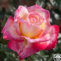 Heirloom Roses Enchanted Peace™ New