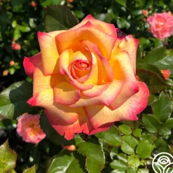 Heirloom Roses Enchanted Peace™ New