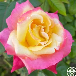 Heirloom Roses Enchanted Peace™ New