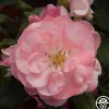 Heirloom Roses English Miss Hot