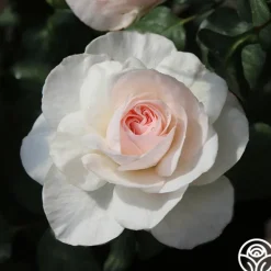 Heirloom Roses English Miss Hot
