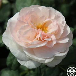 Heirloom Roses English Miss Hot