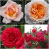 Heirloom Roses English Roses Collection Clearance