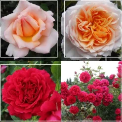 Heirloom Roses English Roses Collection Clearance