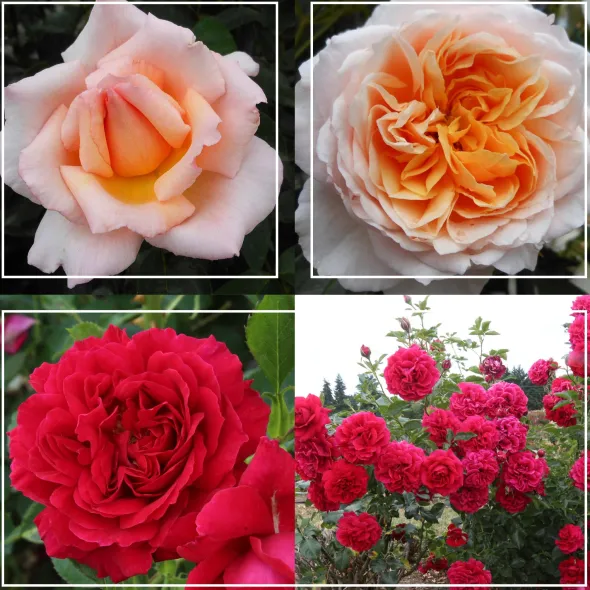 Heirloom Roses English Roses Collection Clearance
