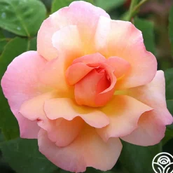 Heirloom Roses English Roses Collection Clearance