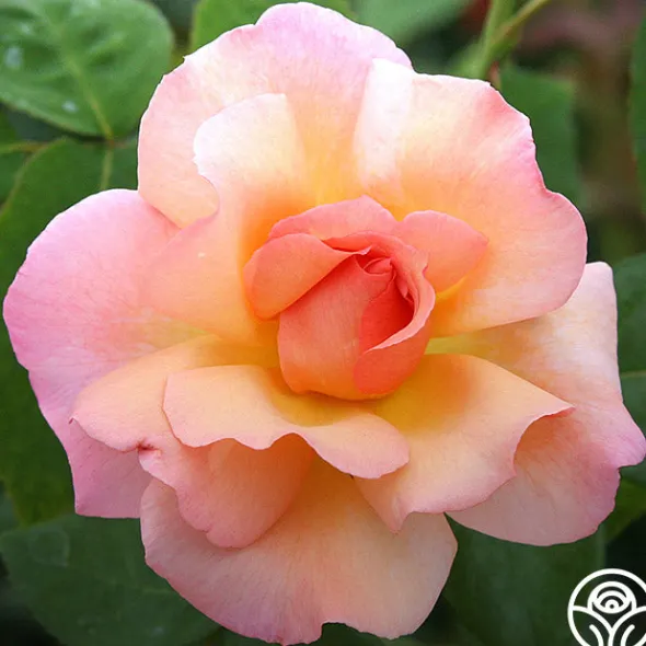 Heirloom Roses English Roses Collection Clearance