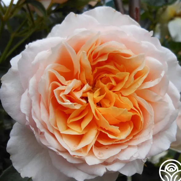 Heirloom Roses English Roses Collection Clearance