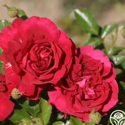 Heirloom Roses English Roses Collection Clearance