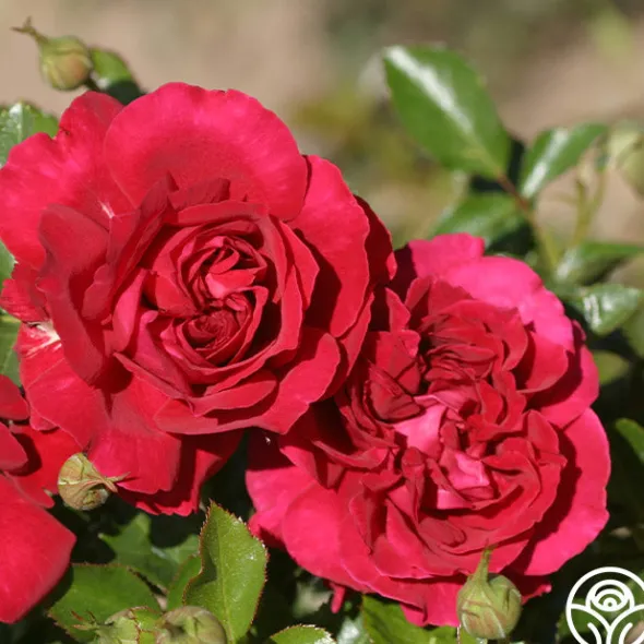 Heirloom Roses English Roses Collection Clearance