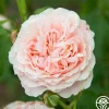 Heirloom Roses English Sachet™