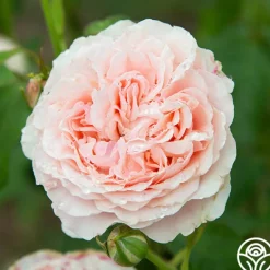 Heirloom Roses English Sachet™