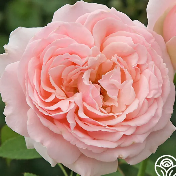 Heirloom Roses English Sachet™