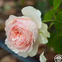 Heirloom Roses English Sachet™
