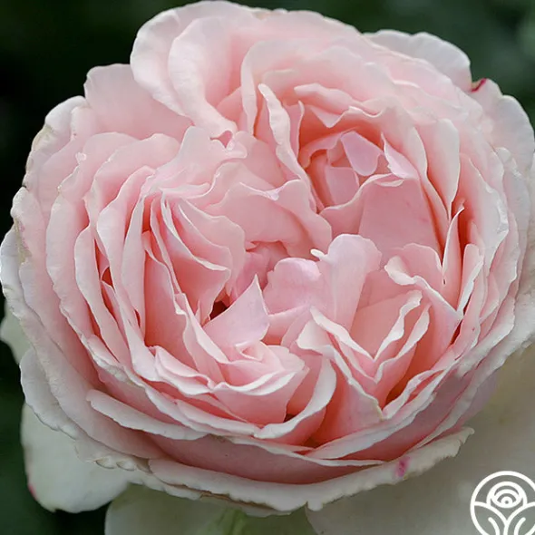 Heirloom Roses English Sachet™
