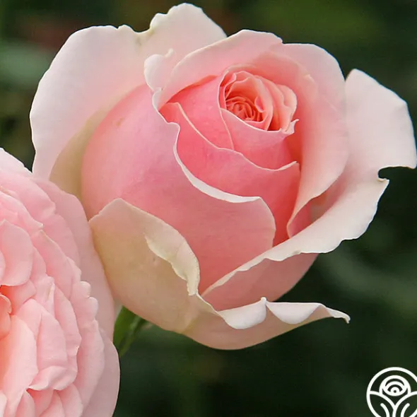 Heirloom Roses English Sachet™