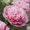 Heirloom Roses Etched Salmon