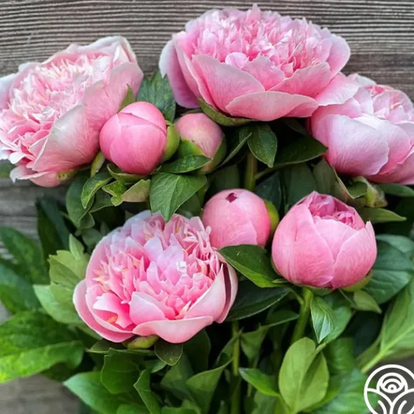 Heirloom Roses Etched Salmon