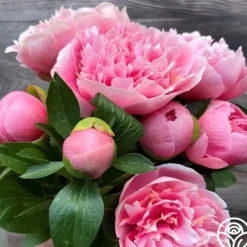 Heirloom Roses Etched Salmon