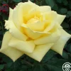 Heirloom Roses Eternal Flame™ Discount