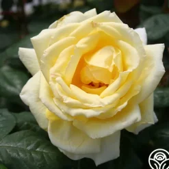 Heirloom Roses Eternal Flame™ Discount