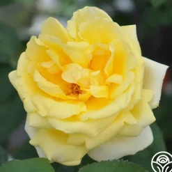 Heirloom Roses Eternal Flame™ Discount