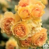 Heirloom Roses Eureka™ New