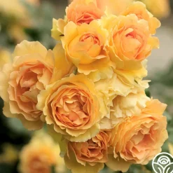 Heirloom Roses Eureka™ New