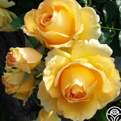 Heirloom Roses Eureka™ New