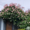 Heirloom Roses Everblooming Cl Cécile Brünner™ Discount