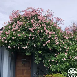 Heirloom Roses Everblooming Cl Cécile Brünner™ Discount