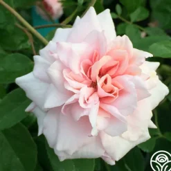 Heirloom Roses Everblooming Cl Cécile Brünner™ Discount