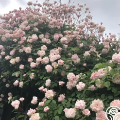 Heirloom Roses Everblooming Cl Cécile Brünner™ Discount