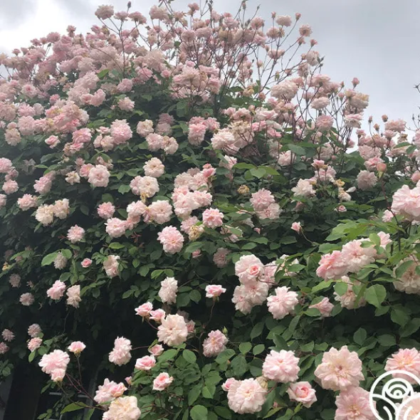 Heirloom Roses Everblooming Cl Cécile Brünner™ Discount