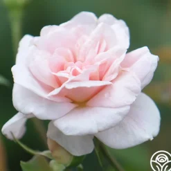 Heirloom Roses Everblooming Cl Cécile Brünner™ Discount